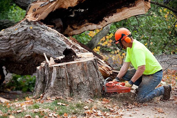 How Our Tree Care Process Works  in  Davenport, IA